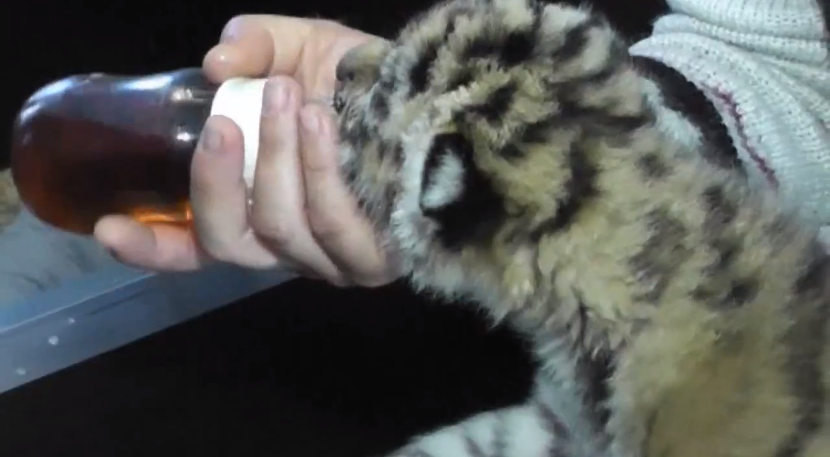 nyfödda, Video, sibiriska tigrar, Sibirisk tiger